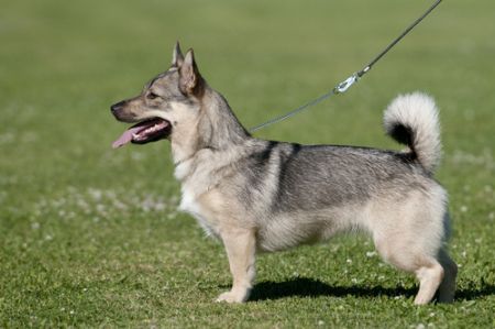 Image of Jaxonville Pia Pitkähäntä
