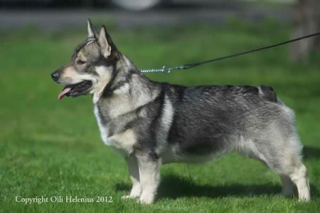 Image of Danga's Quasimodo-Å
