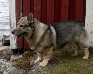 Image of Oskar  S41455/2002