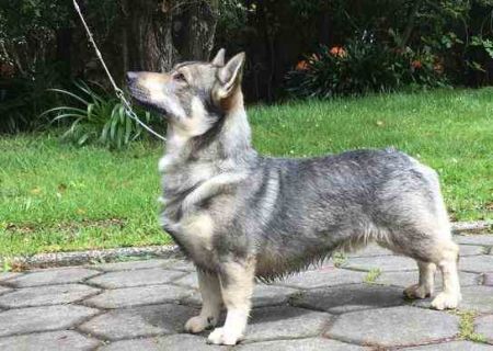 Image of Osuno Big Bad Wolfe (AI)