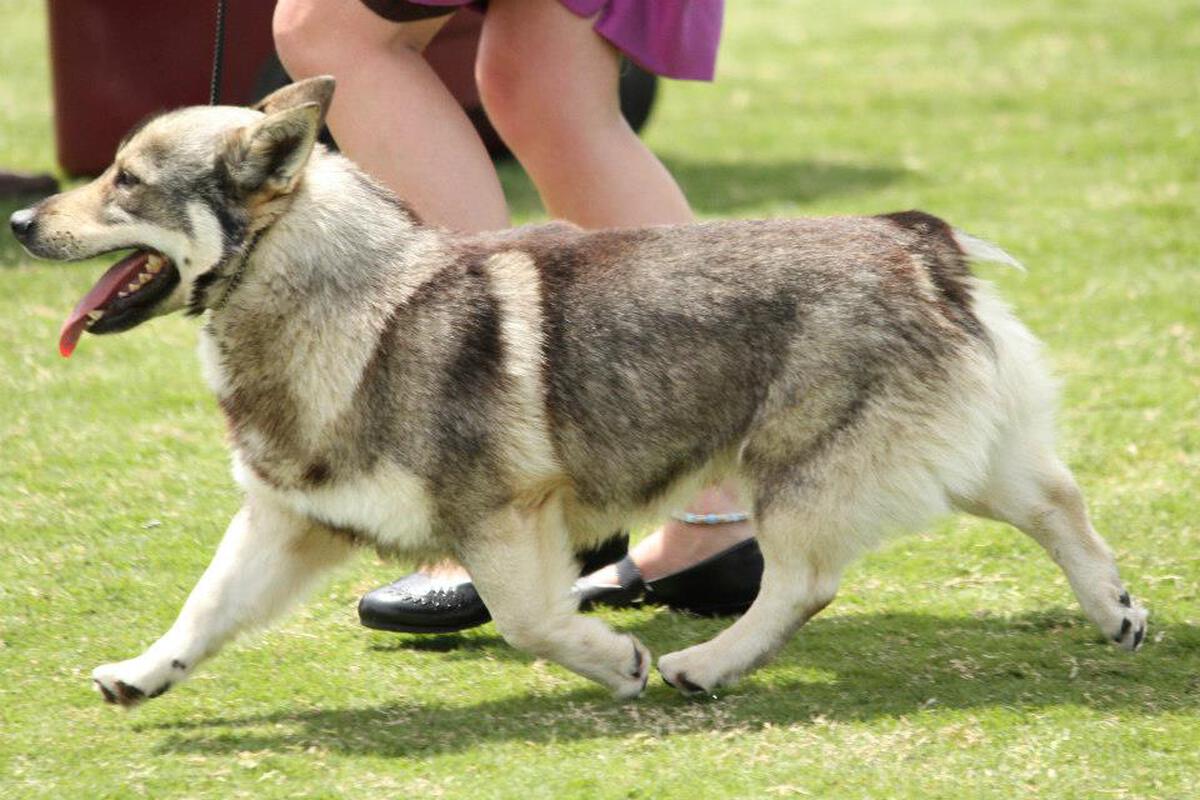 Image of Barahwolfe Blackberry Jazz Imp NZ