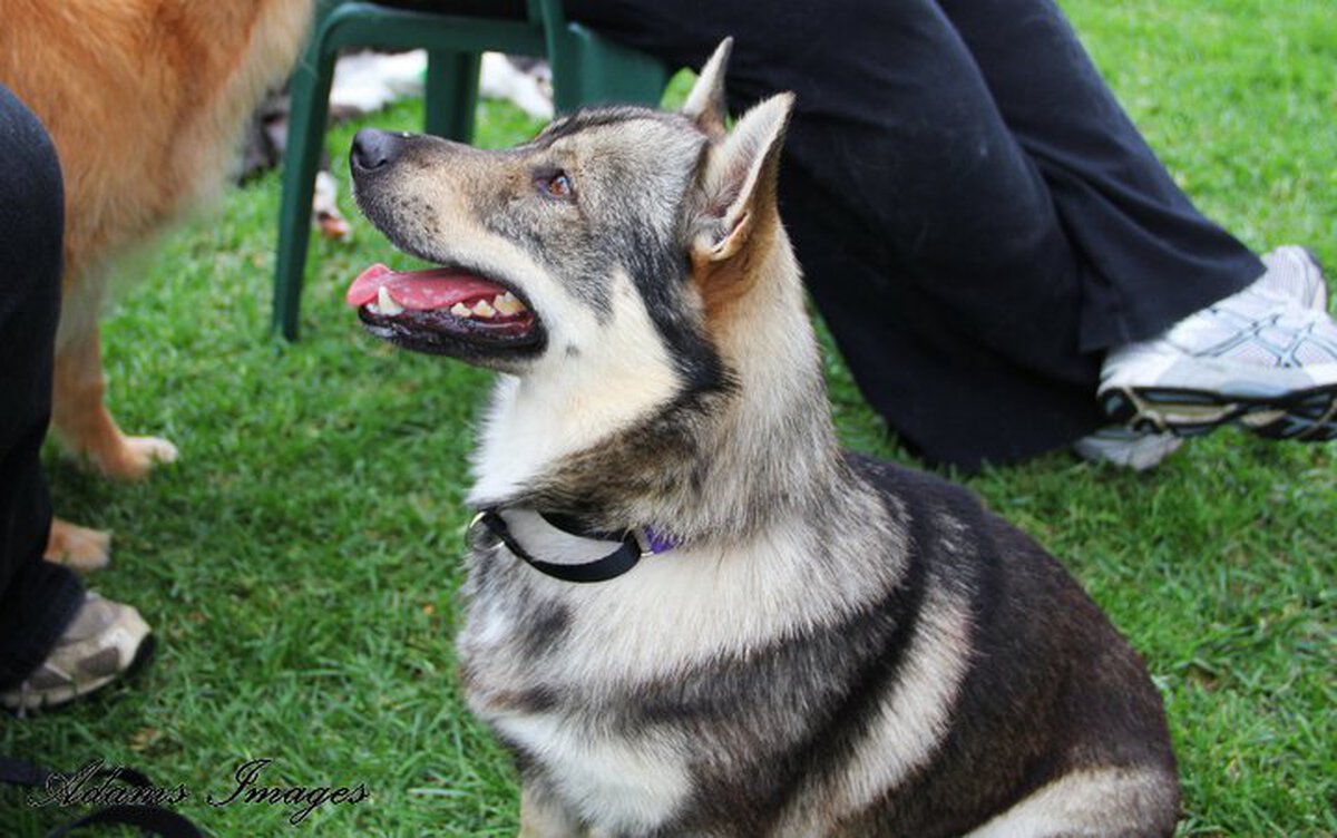 Image of Barahwolfe Blackberry Jazz Imp NZ