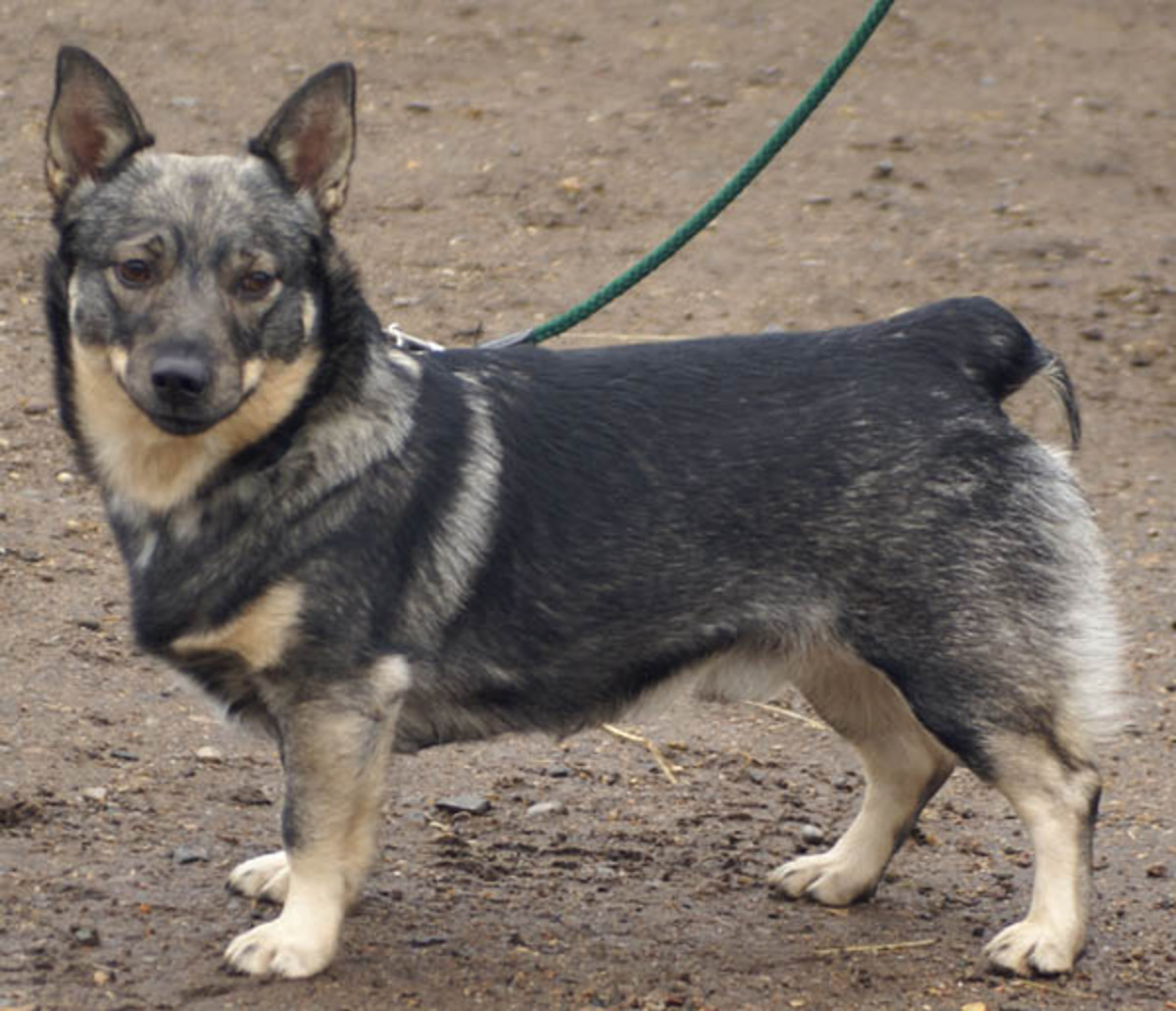 Kuukiven Tiwaz - Swedish Vallhund Pedigree Database