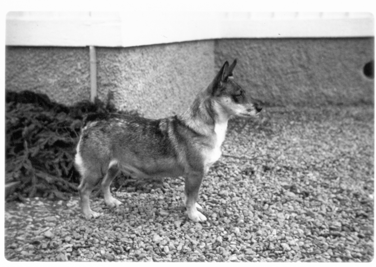 Image of Klövagårdens Sickan S05619/63