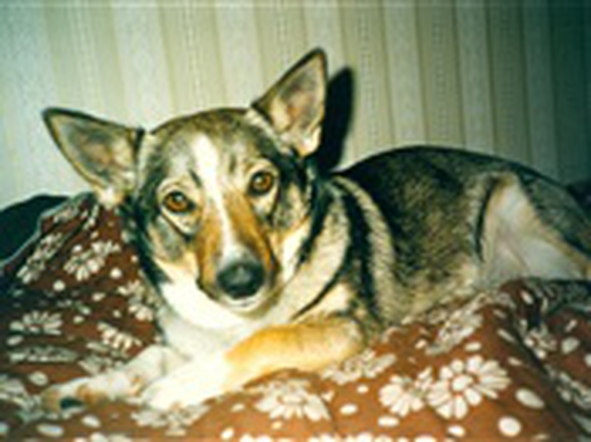 Image of Bessan-Moss
