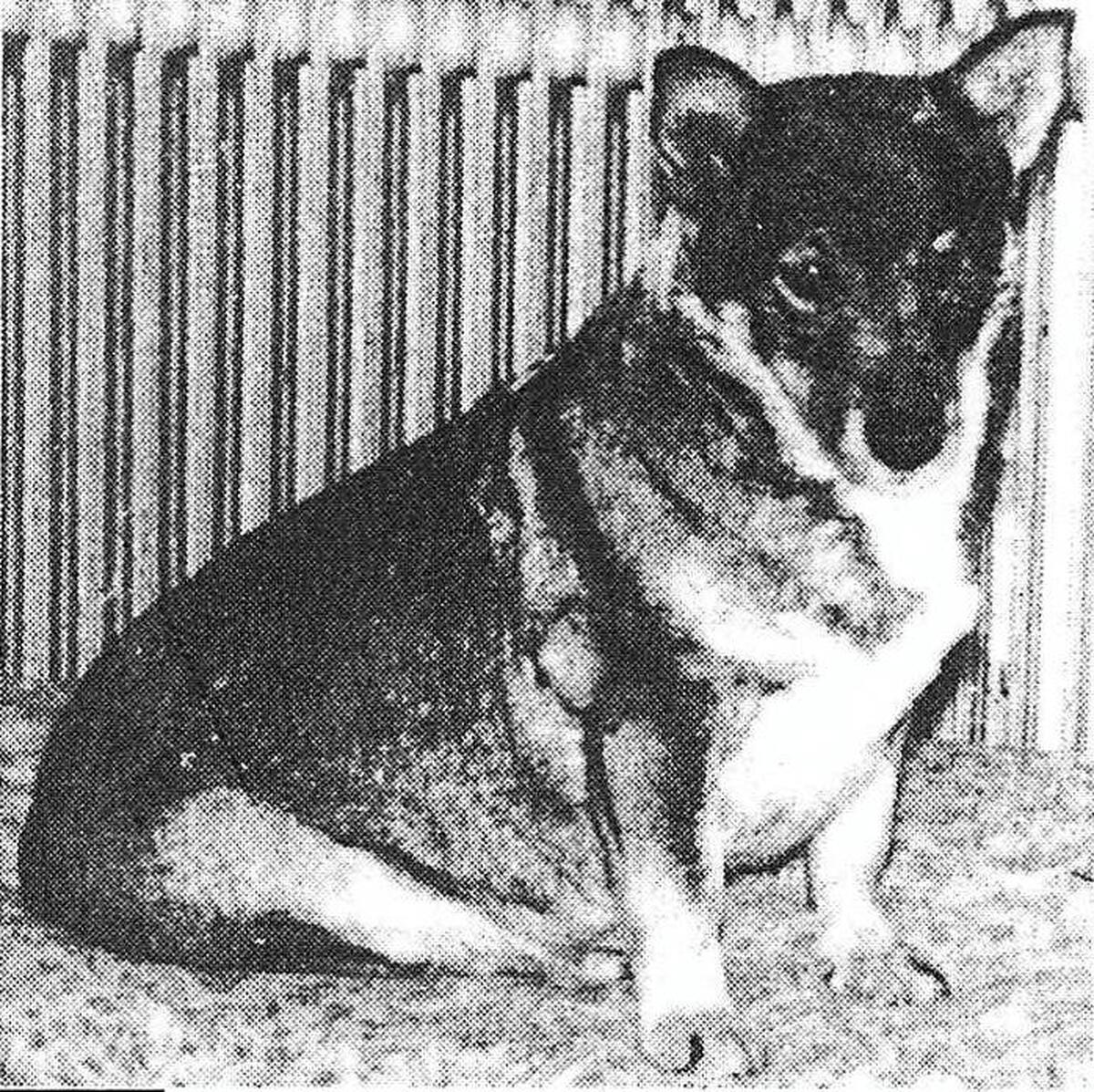 Image of Klinga  S7868/49