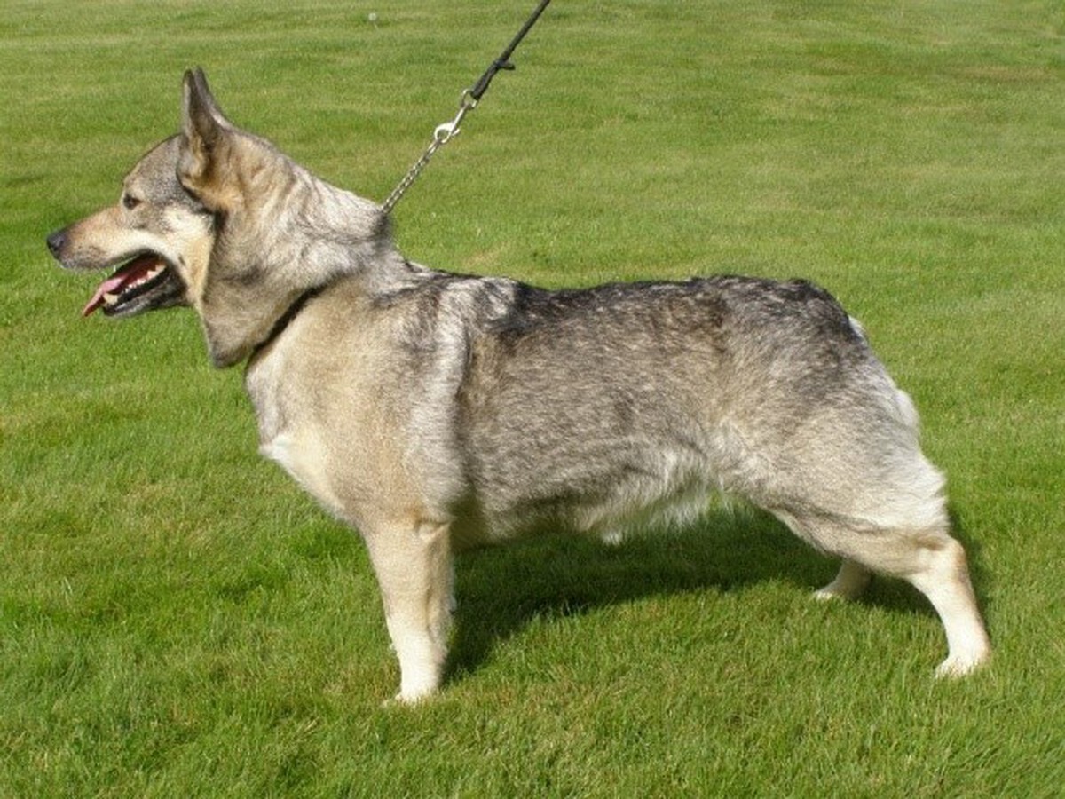 Image of Höckgårdens Sara