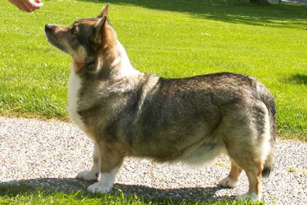 Image of Biggan's Karmen Huggtand