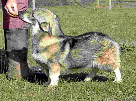 Image of Osuno Robin Hood (AI) (IMP NZ)