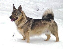 Image of Larska's Annika Ida Grace