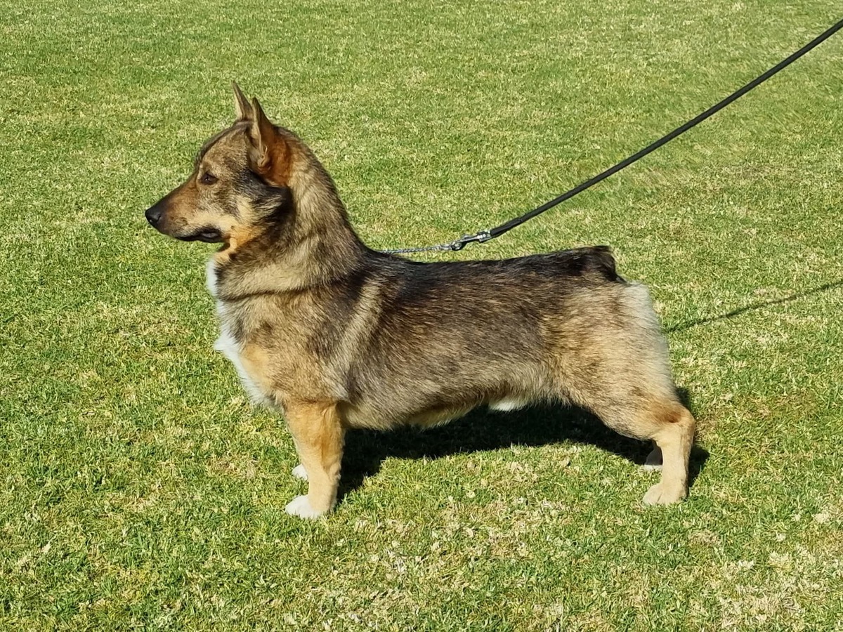 Image of Osuno Red Rebel At Ubiqque