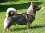 Thumbnail of Swedish Valhund de L'Asie Zanie du Marais
