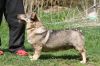 Thumbnail of Pihlspetsens Evelina