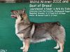 Thumbnail of Laurelwood's Noah's Ark Av Jonricker