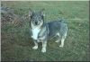 Thumbnail of Pihlspetsens Aminah