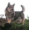 Thumbnail of Tridents Xerxes