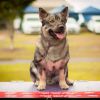 Thumbnail of Barahwolfe Snowdrift Wombat At Icanhaz