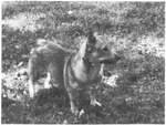 Thumbnail of Ninni  S50192/80