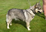 Thumbnail of Hedda-Husmor