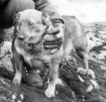 Thumbnail of Sickan  S33667/63