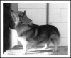 Thumbnail of Ryslip Fabian